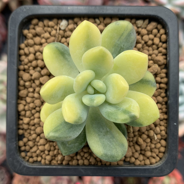 Pachyveria 'Walth' Variegated 2" Rare Succulent Plant