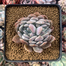 Echeveria 'Milk Tea' 2"-3" New Hybrid Succulent Plant