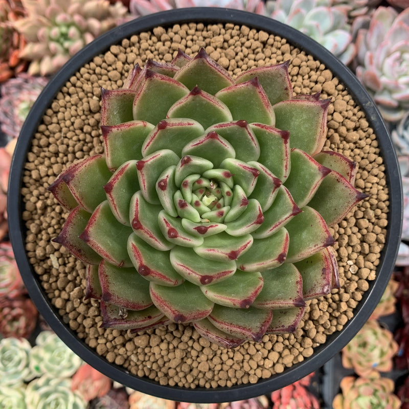 Echeveria Agavoides 'Sarabony' Hybrid 4"-5" Succulent Plant