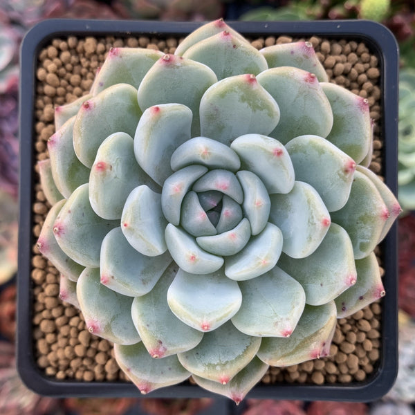 Echeveria 'Sarahime x 'Minima' New Hybrid 2" Succulent Plant