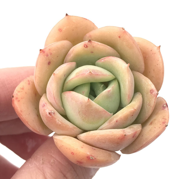 Echeveria 'Forsythia’ 1"-2” Rare Succulent Plant