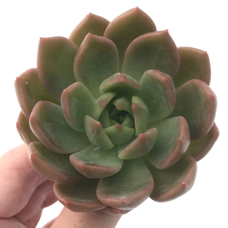 Echeveria Agavoides 'Chimera' 3" Succulent Plant