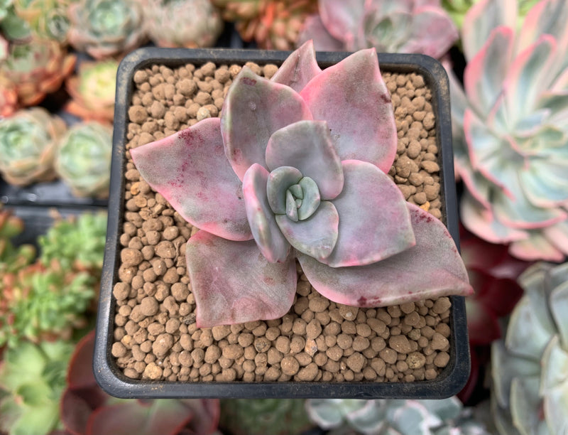 Graptopetalum 'Bainesii' Variegated 2" Succulent Plant