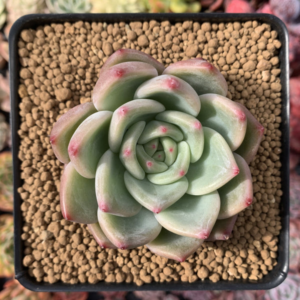 Echeveria Agavoides 'Shallot' 3" Succulent Plant