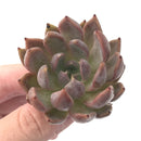 Echeveria Agavoides 'Magic Plot' New Hybrid 2" Rare Succulent Plant