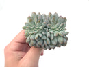 Echeveria 'Orange Monroe' Crested 4" Powdery Succulent Plant