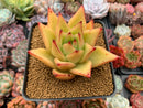 Echeveria Agavoides 'Yellow Ebony' 3"-4" Succulent Plant