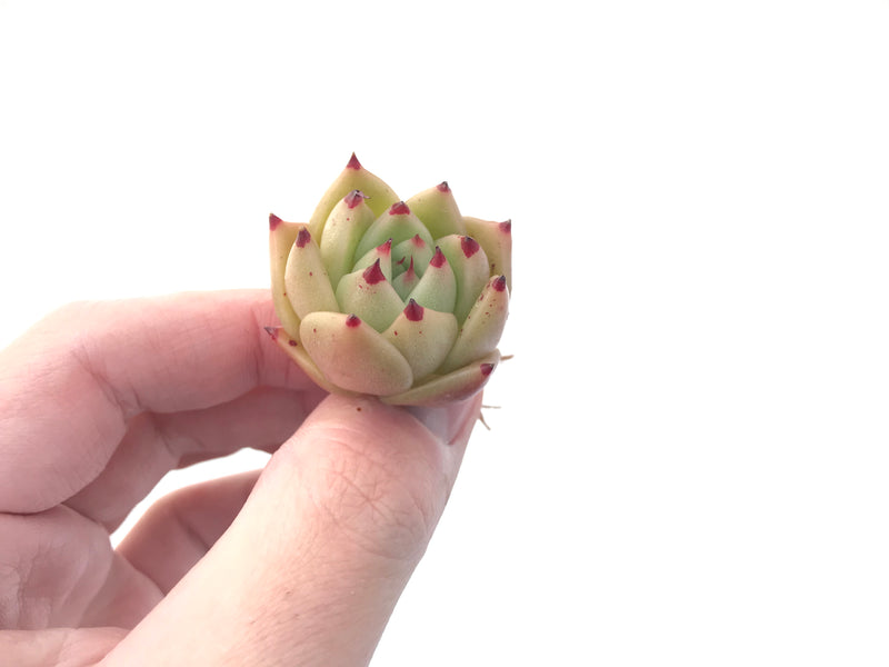 Echeveria Agavoides 'Ilina' 1" New Hybrid Small Succulent Plant