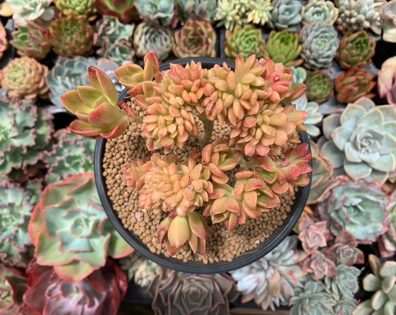 Sedum 'Cuspidatum' Crested 5" Succulent Plant