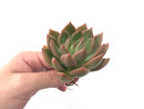 Echeveria Agavoides 'Chimera' 3" Succulent Plant