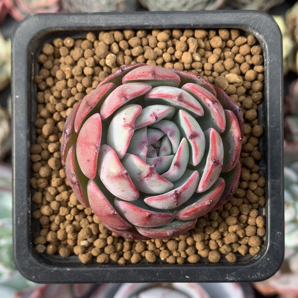 Echeveria 'Laurensis' Hybrid 2" Succulent Plant