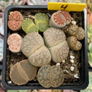 Collection of Lithops 2" (x11 Lithops)