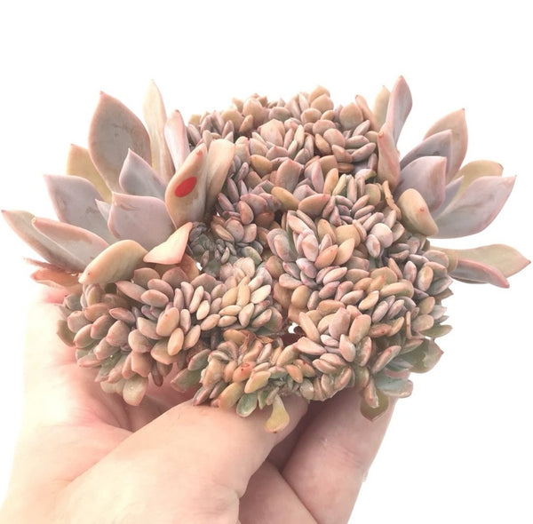 Graptoveria 'Debbie' Crested 5"-6" Rare Succulent Plant