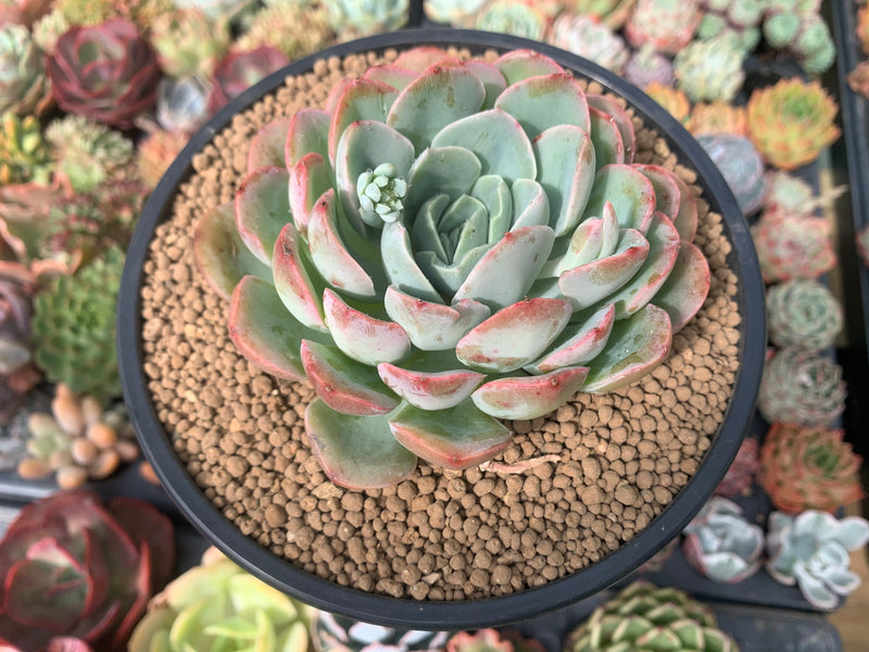 Echeveria 'Mona Lisa' 4" Succulent Plant