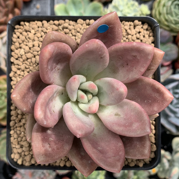 Graptoveria 'Ruby Donna' 3" Succulent Plant