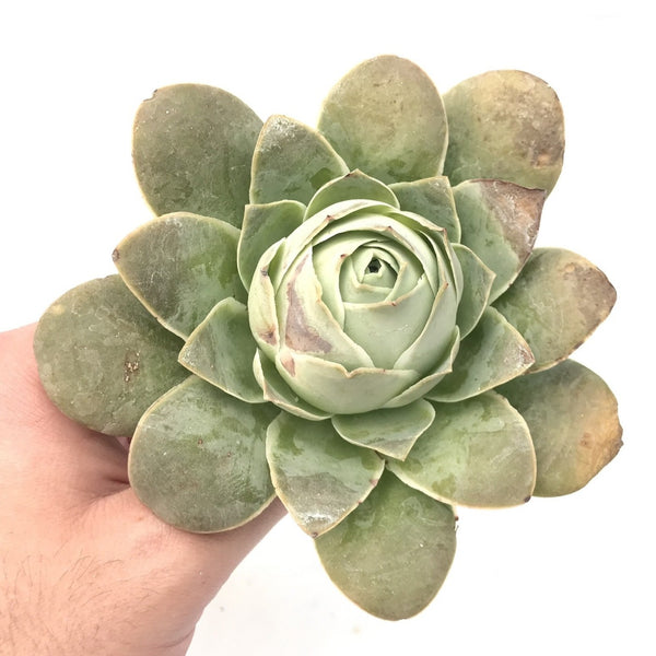 Greenovia Diplocycla var. Gigantea 5" Succulent Plant