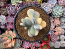 Cotyledon 'Orbiculata' Variegated 5" Large Very Rare Succulent Plant