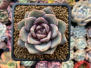 Echeveria 'German Champaign' 2" Succulent Plant