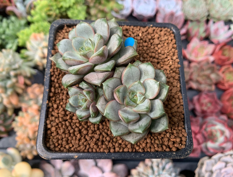 Graptoveria 'Amethorum' 2" Cluster Succulent Plant