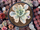 Echeveria 'Japan Moon River' Variegated 3"-4" Succulent Plant