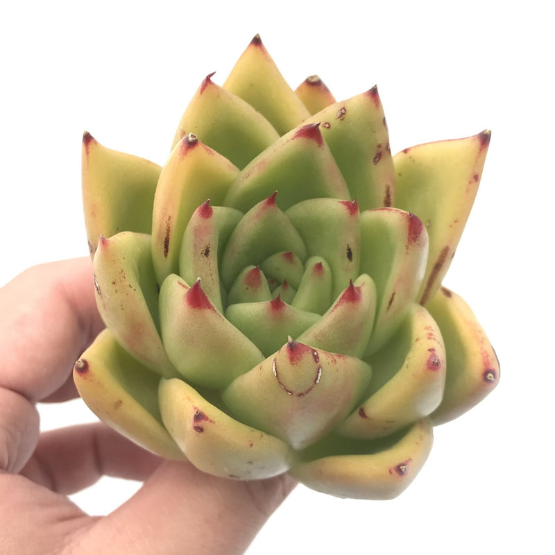 Echeveria Agavoides ‘Ebony' Hybrid 4” Rare Succulent Plant