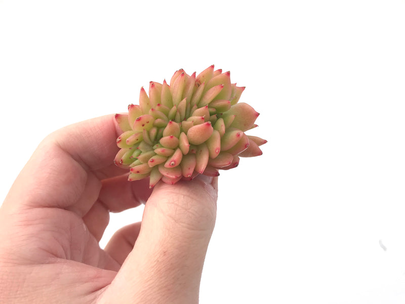 Echeveria Agavoides 'Gilva' Crested 1"-2" Succulent Plant