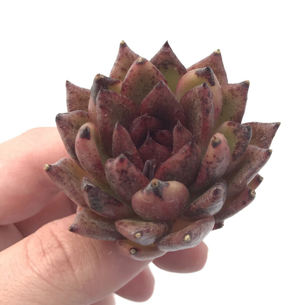 Echeveria Agavoides ‘Black Queen’ 1”-2” Rare Succulent Plant