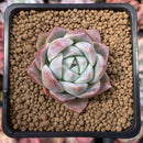 Echeveria 'Alba Beauty' 1" Succulent Plant