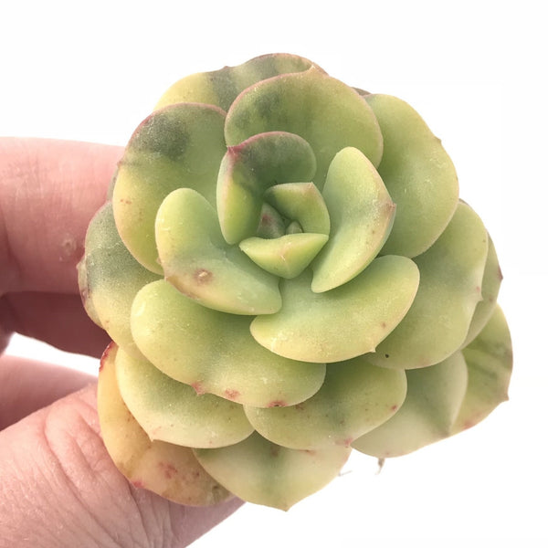 Echeveria Nicksana Variegated 3” Rare Succulent Plant