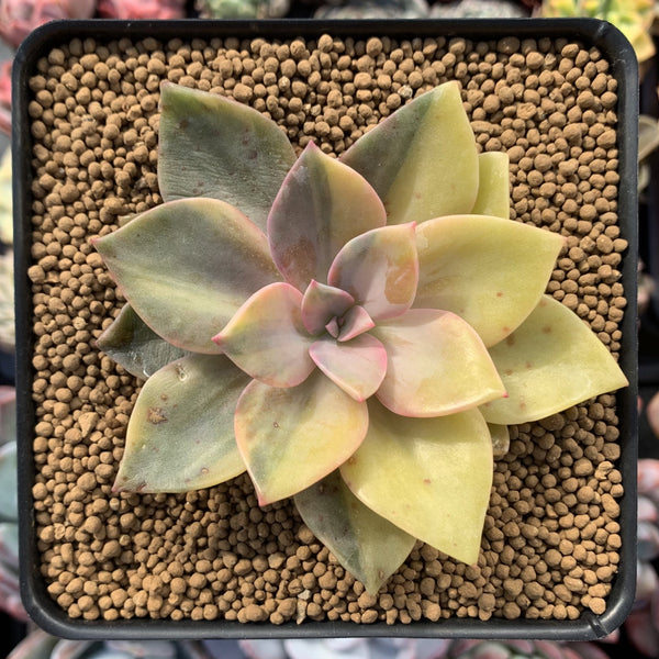 Graptoveria 'Huthspink' Variegated 3" Succulent Plant