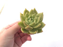 Echeveria Agavoides 'La Tale' 3" Succulent Plant