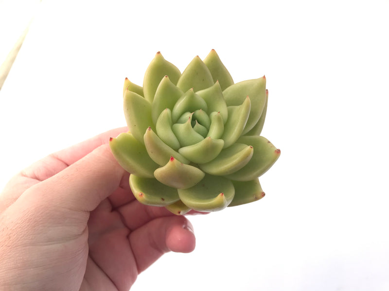 Echeveria Agavoides 'La Tale' 3" Succulent Plant