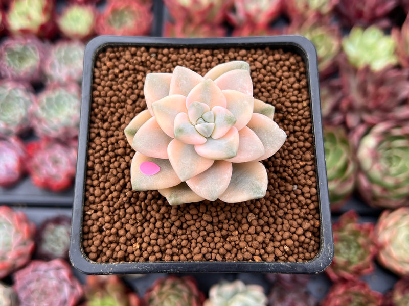 Graptoveria 'Titubans' Variegated 1” Succulent Plant