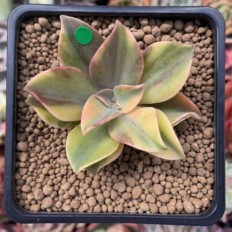 Graptoveria 'Fred Ives' Variegated 3" Succulent Plant