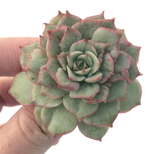 Echeveria ‘Ice Love’ Variegated 2” Succulent Plant