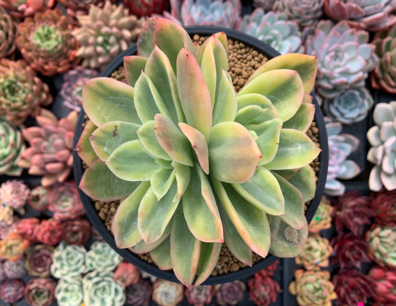 Echeveria 'Golden Glow' Variegated 5"-6" Large Succulent Plant