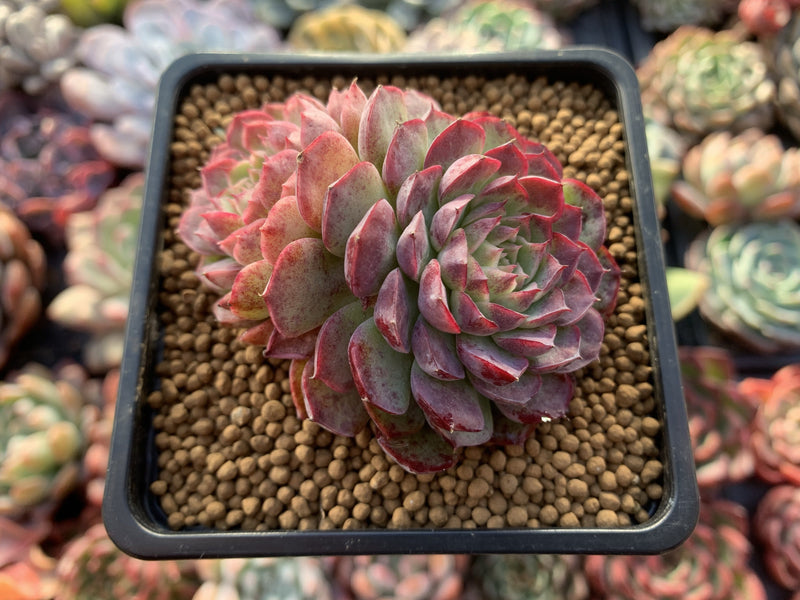 Echeveria 'Charles Rose' 2"-3" Cluster Succulent Plant