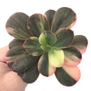 Echeveria 'Primadonna' Variegated 4"-5" Succulent Plant