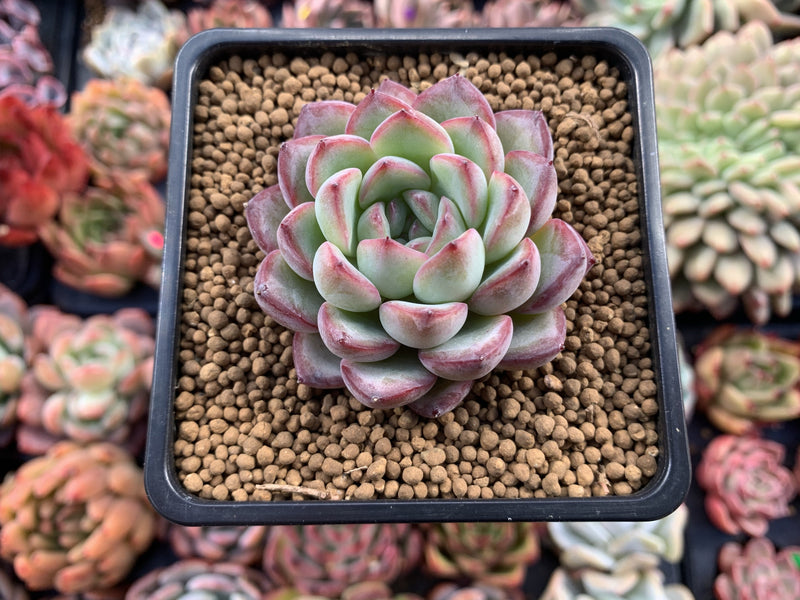 Echeveria sp 2" Powdery Succulent Plant