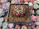 Echeveria Agavoides 'Black Cat' 1" Succulent Plant