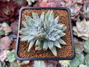 Dudleya 'White Greenii' 1"-2" Cluster Succulent Plant