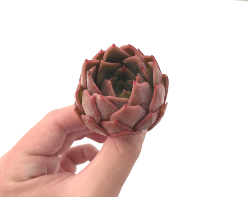 Echeveria 'Nocturnal' New Hybrid 2"-3" Succulent Plant