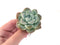 Echeveria 'Icy Green' 2"-3" Powdery Succulent Plant