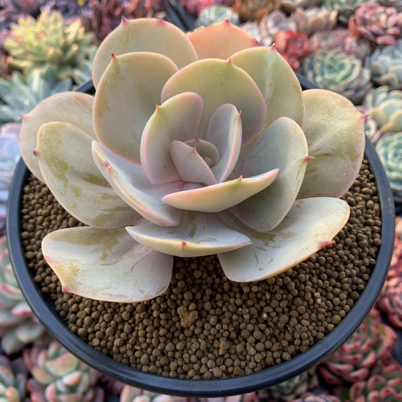 Echeveria 'Slimeball' 4" Succulent Plant