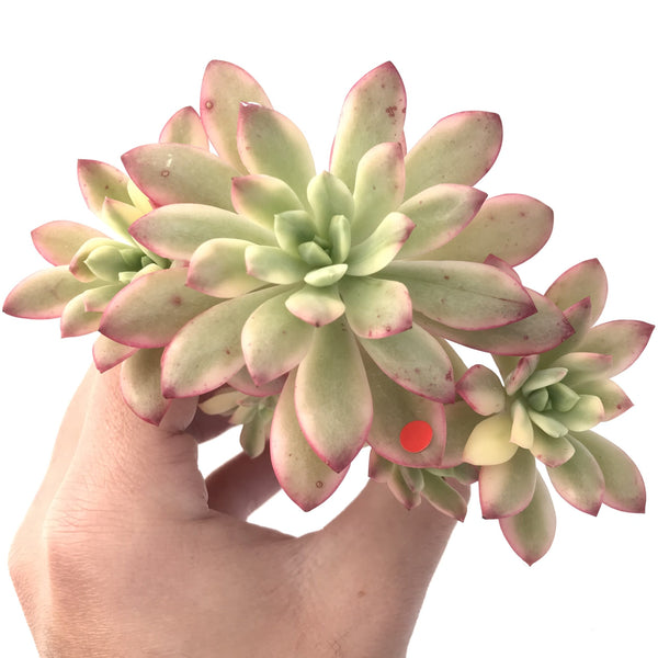 Echeveria 'Minibelle' Variegated Cluster 3"-4" Succulent Plant