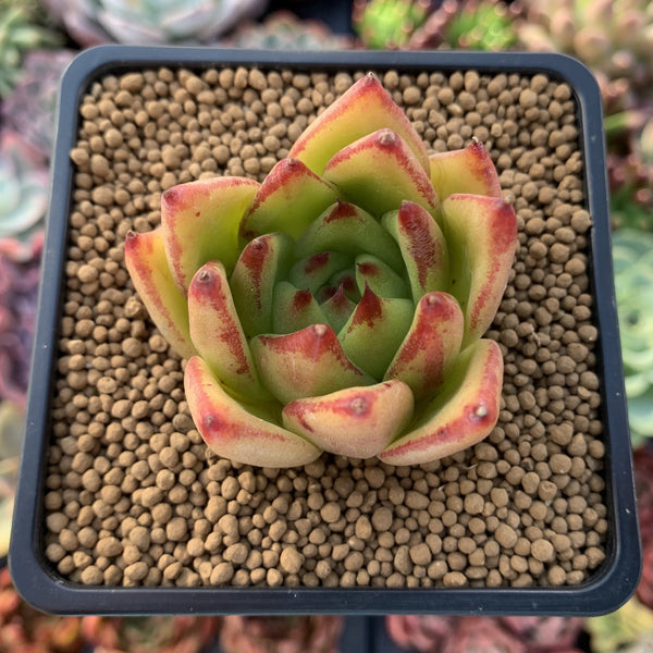 Echeveria Agavoides 'Lipstick' 3" Succulent Plant