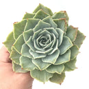 Echeveria 'Silver Queen' Variegated Large Rosette 5" Succulent Plant