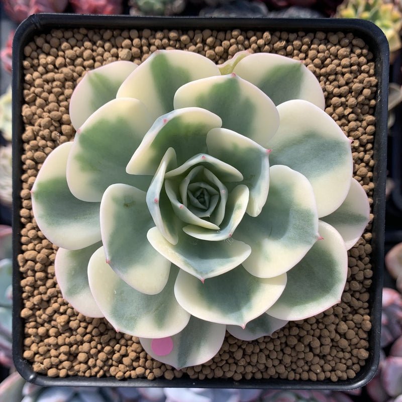 Echeveria 'Compton Carousel' Variegated 4" Succulent Plant