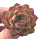 Echeveria Agavoides 'Pokeball' 1" New Hybrid Succulent Plant