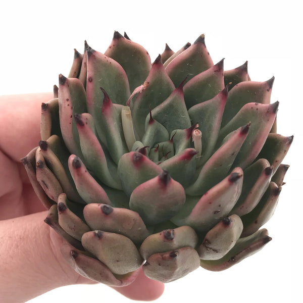 Echeveria Agavoides Golden Bear 2”-3” Rare Succulent Plant